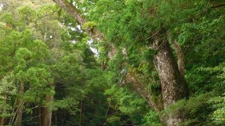 清浄そのものです。