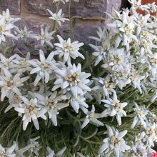 エーデルワイス♪