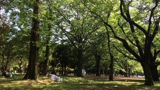 晴れた日はピクニックに最高♪