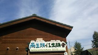 ニホンアマガエルは下から覗けるようになっています