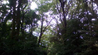 森の中の散歩道