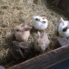 ウサギやモルモットと