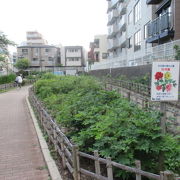 時期さえ合えば、ぼたん園は必見ポイントです。