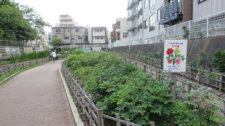 時期さえ合えば、ぼたん園は必見ポイントです。