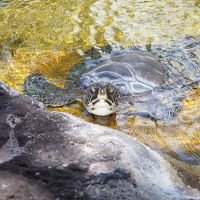 亀さんもいます