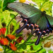 国蝶・オオムラサキの幼虫が可愛すぎる。