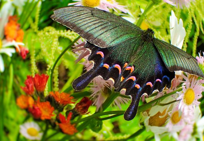 国蝶・オオムラサキの幼虫が可愛すぎる。