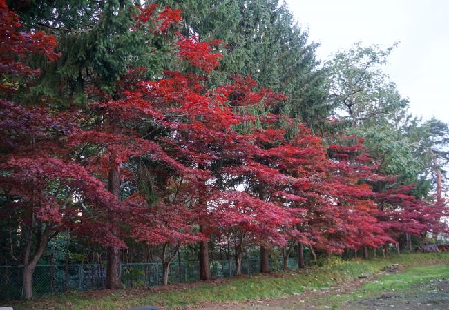 もしかしたら金ケ崎城の遺構なのかも