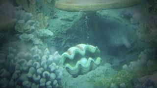 海底探検 By コイです ファインディング ニモ サブマリン ヴォヤッジのクチコミ フォートラベル 海底探検 By コイです ファインディング ニモ サブマリン ヴォヤッジのクチコミ フォートラベル