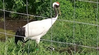 赤ちゃん鶴がいました