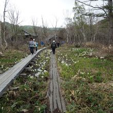 研究見本園の遊歩道