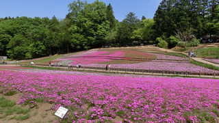 G.W.だとちょっと遅い芝桜