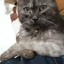 看板猫その１　オヨネさん