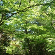 緑陰の参道階段