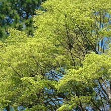 若葉溢れる境内の木々