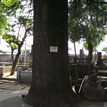 台東区の指定保護樹木のヒマラヤスギ