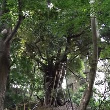 都指定天然記念物であり台東区の指定保護樹木でもあるスダジイ