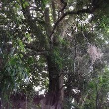 台東区の指定保護樹木のタブノキ