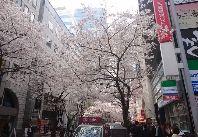 桜