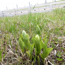 ﾚﾌﾞﾝｱﾂﾓﾘｿｳ