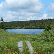 八幡沼の東端部