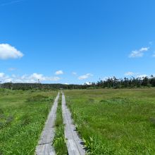 湿原部には木道が整備されています