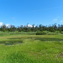 湿原の風景