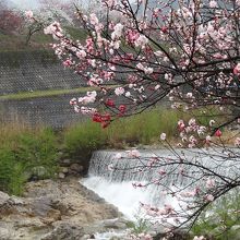 川面に花が咲く景色