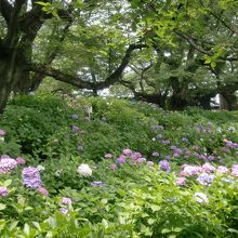桜の木とアジサイ