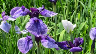 開花最盛期より少し遅かったようです