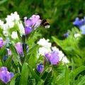 初夏の富良野・菜の花からラベンダーの季節へ･･･。