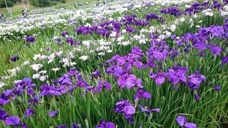 あやめの時期に行くのが一番