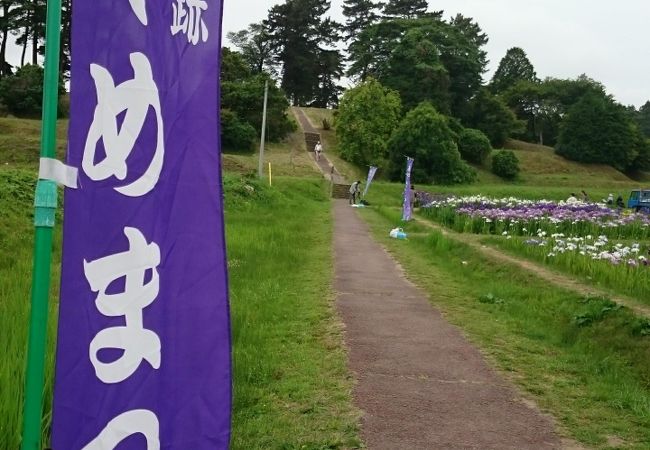 たくさんの種類のあやめ