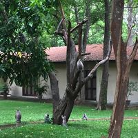 ホテルの敷地内に現れた猿たち