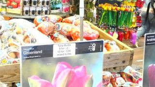 チューリップの球根