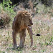 まさに野生動物の宝庫