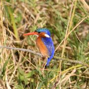 野鳥がすぐ目の前にそのあとはビールを飲みながらサンセット