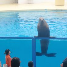 トドが舌をべーっとする芸(笑)
