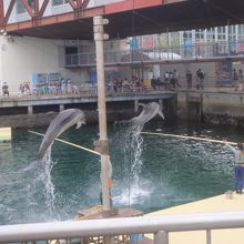 海でイルカショー