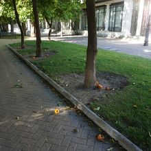 公園には，オレンジの木があり，身がボトボト落ちています。