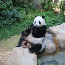 とてもかわいいパンダさん