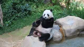 パンダがかわいい