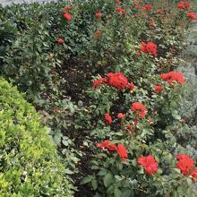 修道院 から大聖堂へ続く花壇。