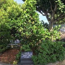 沖縄菩提樹苑、ダライ・ラマ14世の記念植樹。