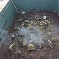 牡蠣食べ放題