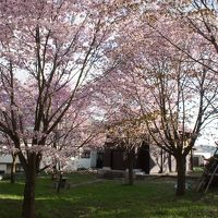 部屋からの眺め　桜が満開でした