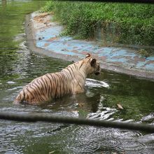 ホワイトタイガー