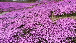 斜面いっぱいの芝桜