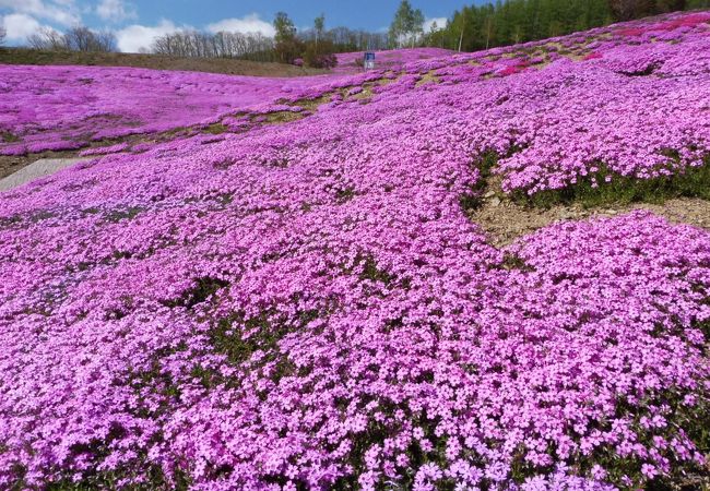 斜面いっぱいの芝桜