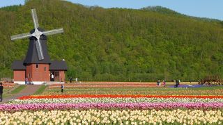 広い敷地の中でのチューリップ畑は見事です